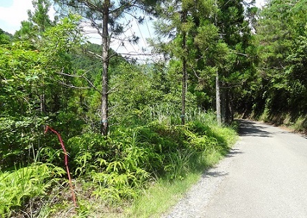 本線(軽量盛土)着工前